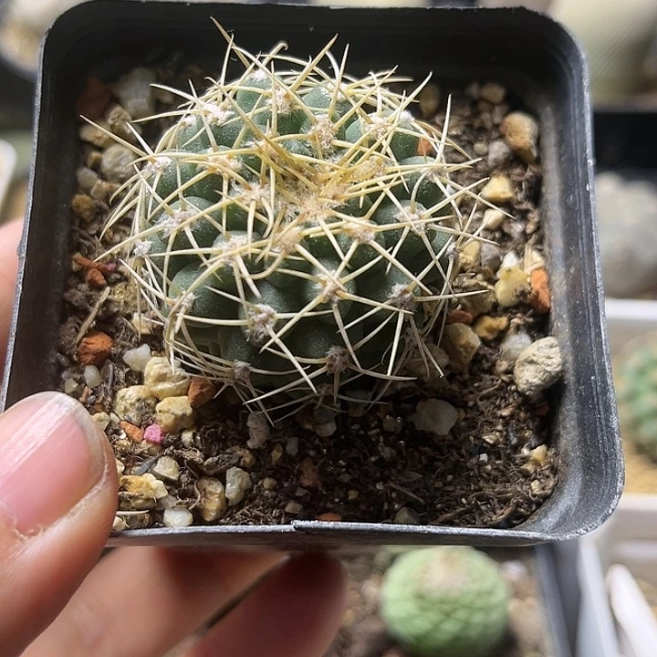 实生球一颗一物一拍8881