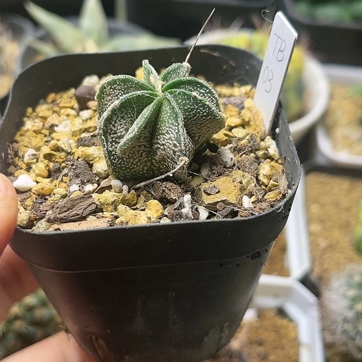 实生大凤玉一颗一物一拍