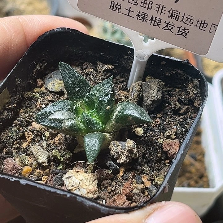 闲*龟甲牡丹实生球一颗一物一拍9117