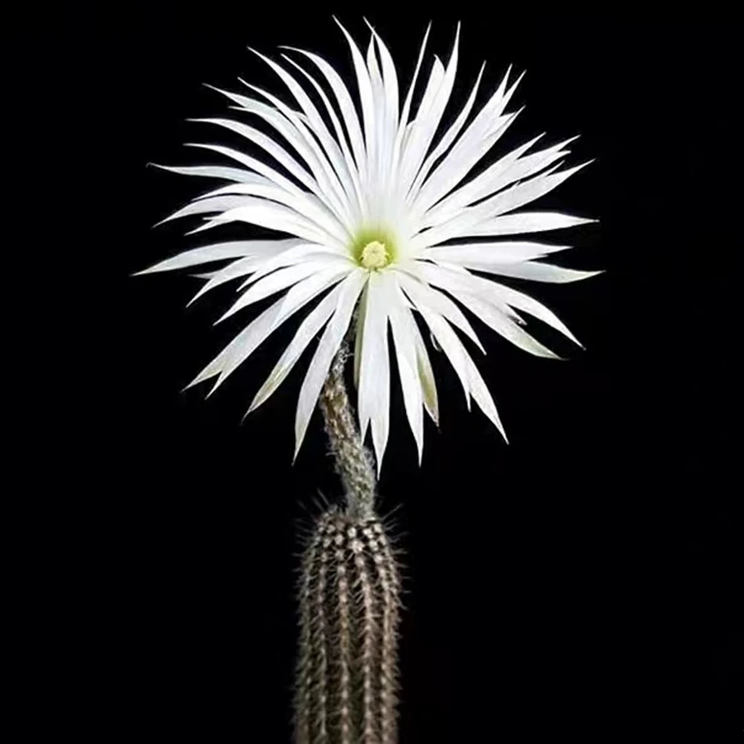 开花香奇想丸 夜晚开花实生球多头量拍仙人球〔凑单款〕