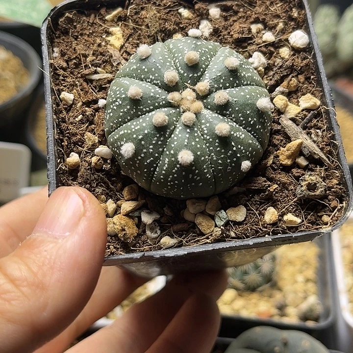 实生星兜一颗一物一拍