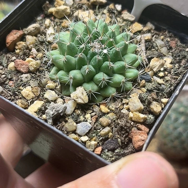 变异娇丽实生球8824