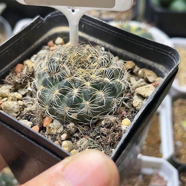 实生球一颗8849一物一拍