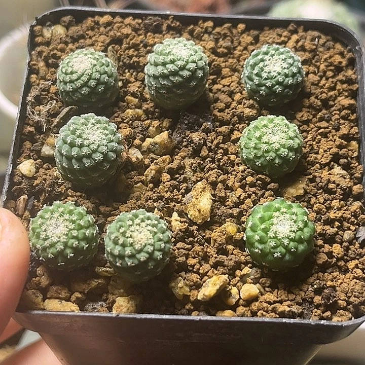 菊水实生球1.1-1.2公分 随机发一颗