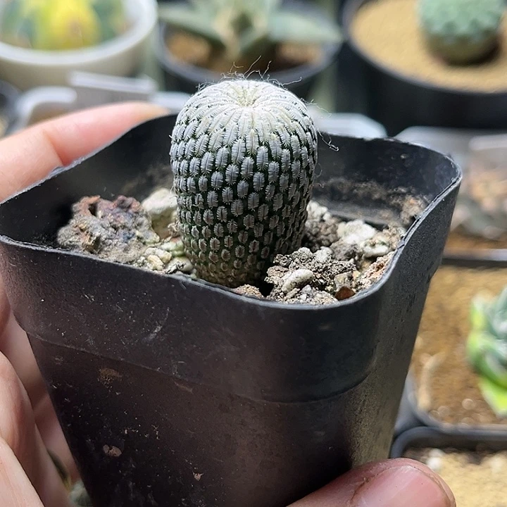 自根精巧殿一颗一物一拍