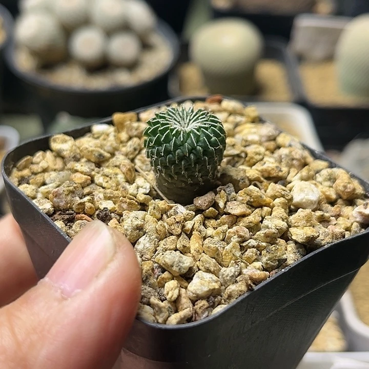 1.6刺缀精巧殿实生球一颗