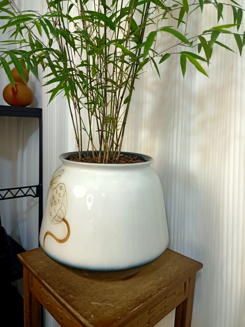 真正的内门竹高雅灵动高度自然150左右30苗3年苗老杆挺拔俊美优雅