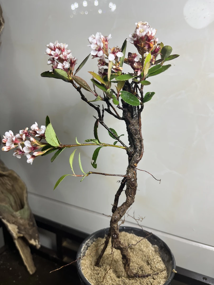郑小姐一物一拍海岛春花 海岛栀子花