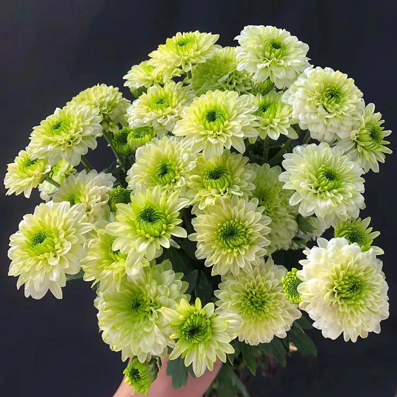 抹茶绿小雏菊(新品种  花期长 颜值高)阳台庭院开花植物