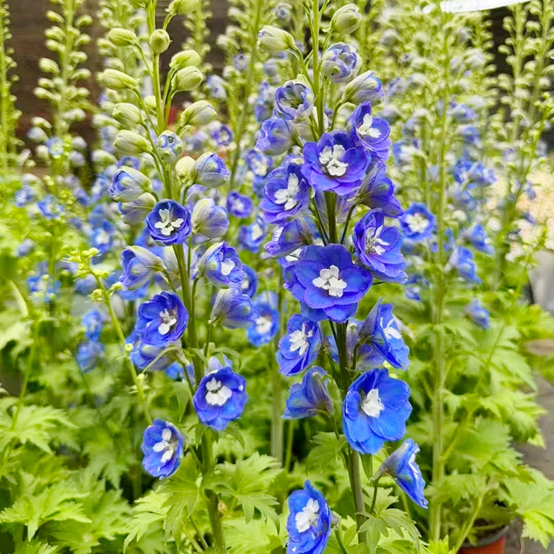 大花飞燕(颜值高 耐寒 花期长)庭院阳台开花植物