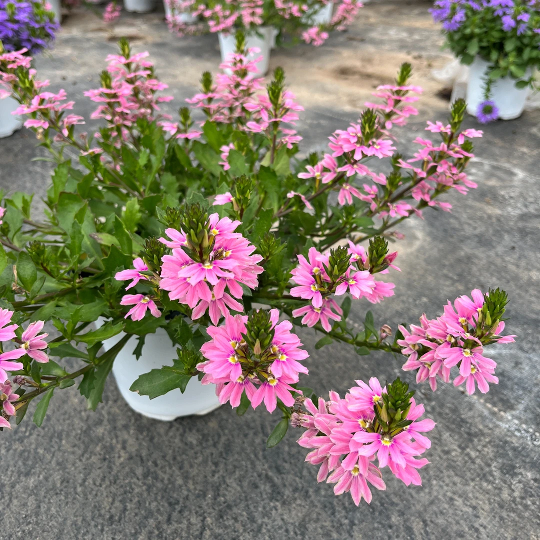 半扇花草海桐盆栽(花期长 颜值高)庭院阳台开花植物