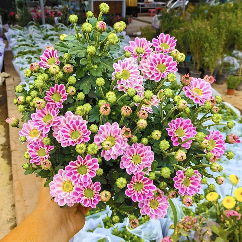 鲁一尼雅典娜小雏菊(网红小菊 颜值很高)庭院阳台开花植物