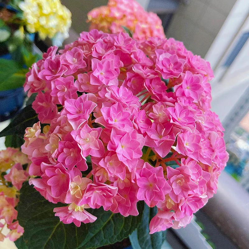 太阳神殿重瓣绣球(新老枝开花  直立性好)庭院阳台好养花