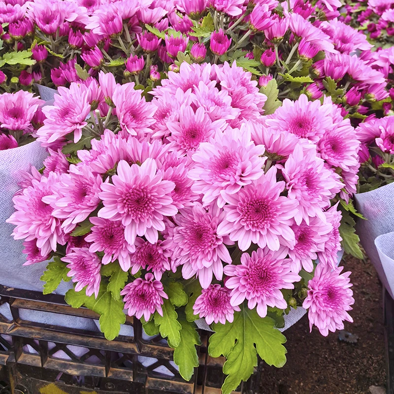 梦幻水晶粉小雏菊荷兰菊(花期长 颜值高)阳台庭院开花植物