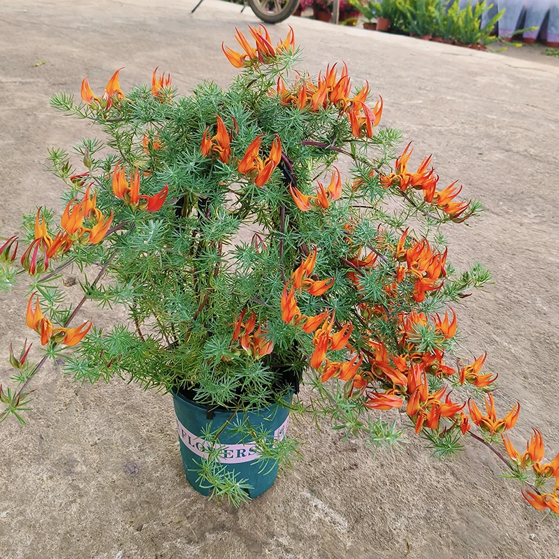 鹦鹉嘴百脉根(喜欢阳光 耐热 花期长)庭院阳台开花植物星花怒放