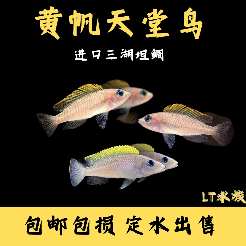 黄帆天堂鸟鱼水族鱼缸黑色热带淡水鱼非洲三湖慈鲷卷贝入门混养