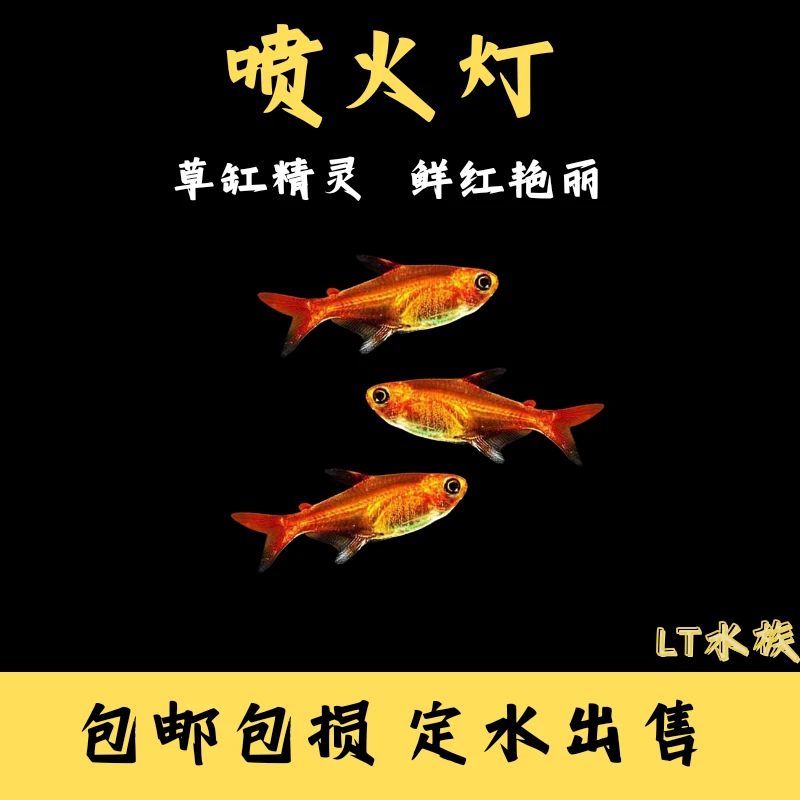 喷火灯小型鱼热带鱼淡水灯鱼灯科鱼草缸鱼群游宠物活体包邮包活