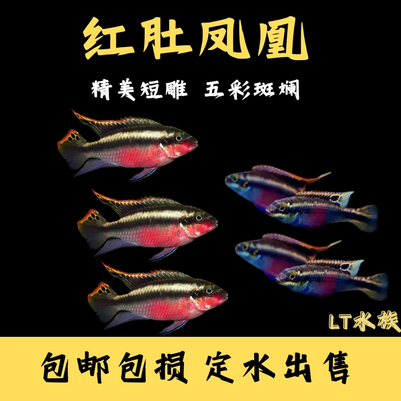 红肚凤凰慈鲷鱼红肚凤凰鱼南美精品短鲷鱼泰斗大鱼迷你胭脂鱼沙塘