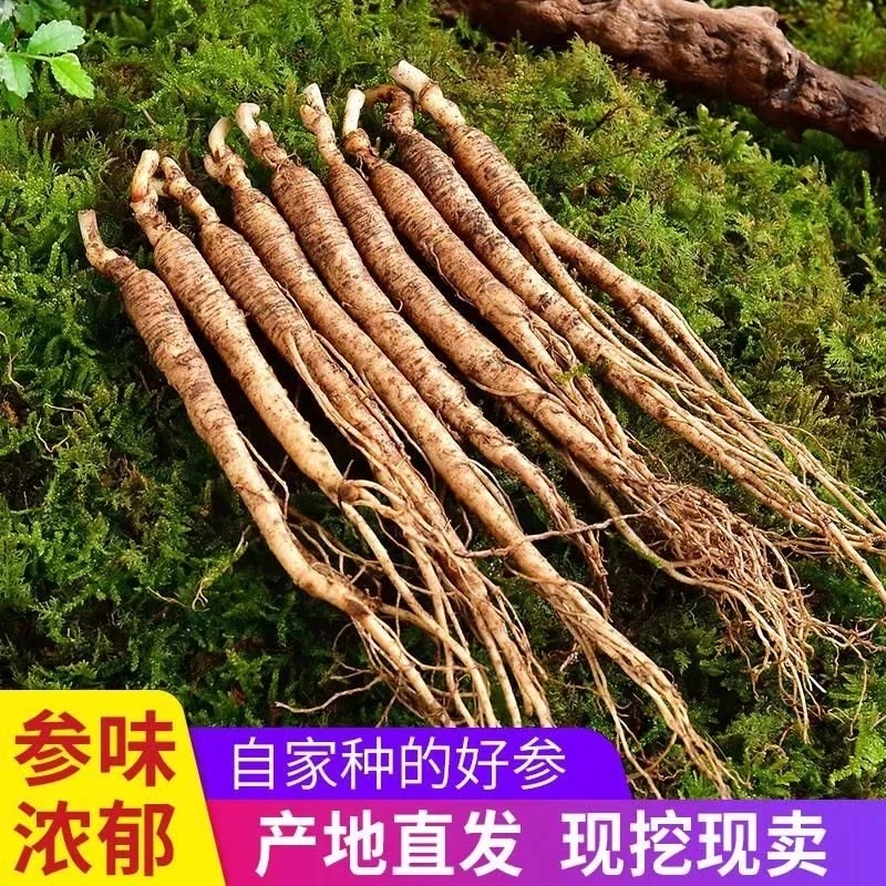 长白山人参,老残参,泡酒参,煲汤参