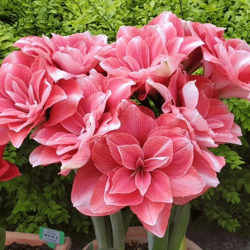 （福利送）特大重瓣朱顶红种球自然球进口品种包对版四季开花好养