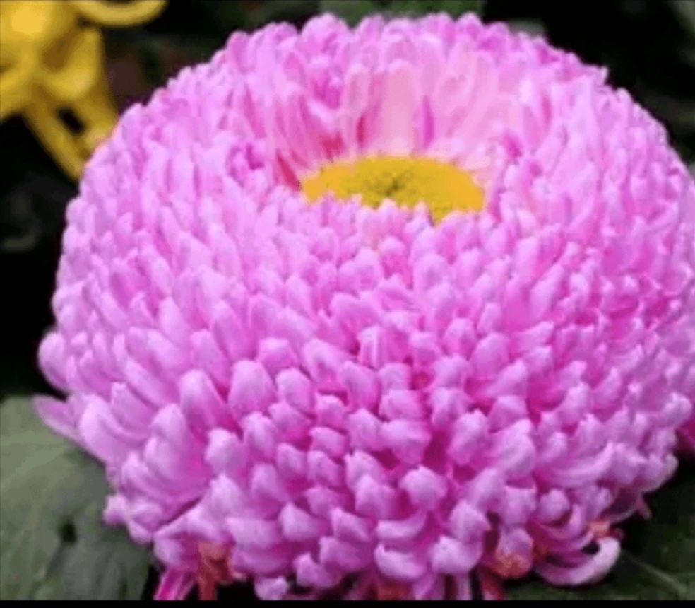 大菊花《洹水映月》《带花苞》稀缺好品种，大花好品种……