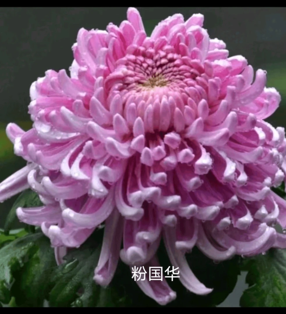 大菊花《粉国华》《带花苞》,品种纯正……