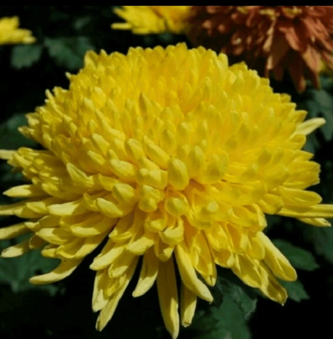 九月大菊《皇冠》《带花苞》发货……