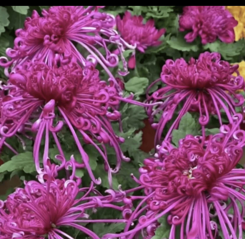 大菊花《紫千丝》带花苞发货，花色漂亮……