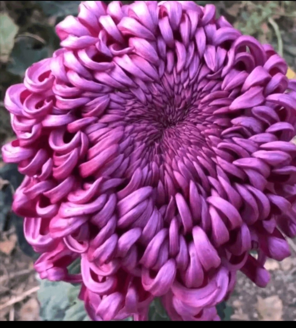 九月大菊《紫国华》《带花苞》发货，花色神秘，真心漂亮……