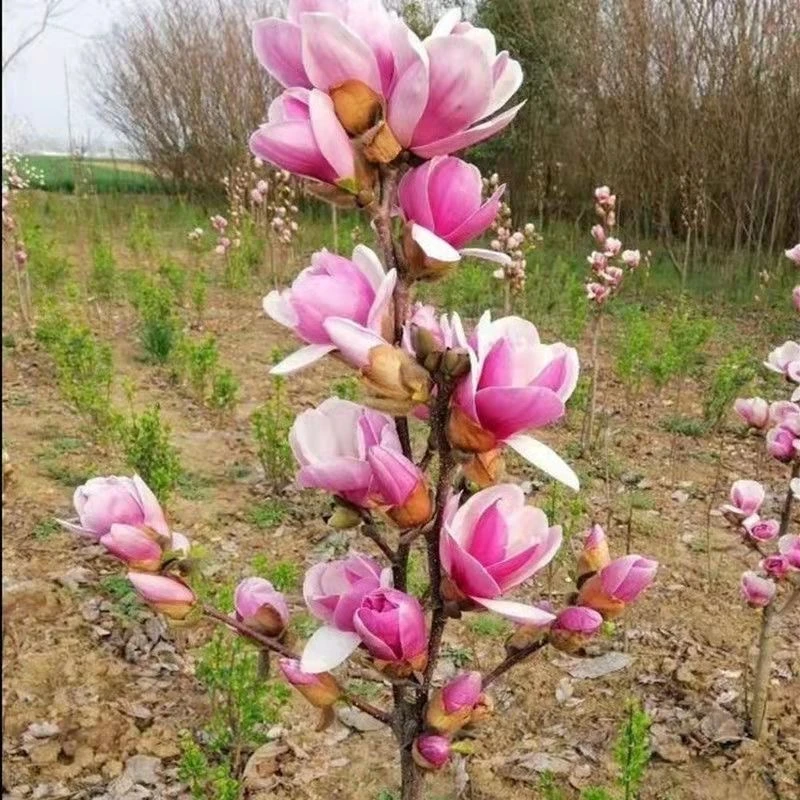 矮化紫玉兰盆栽地栽耐寒植物