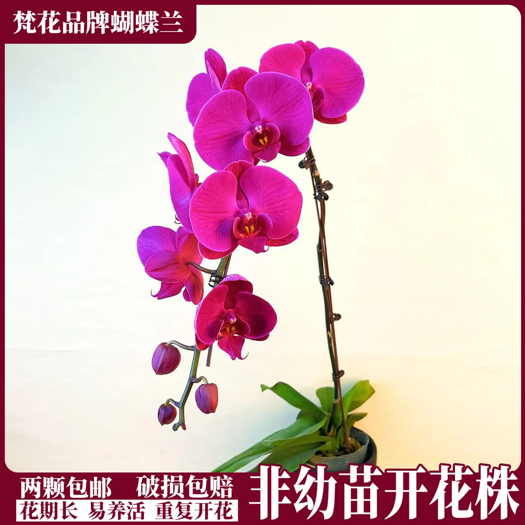 【大辣椒】精品 蝴蝶兰