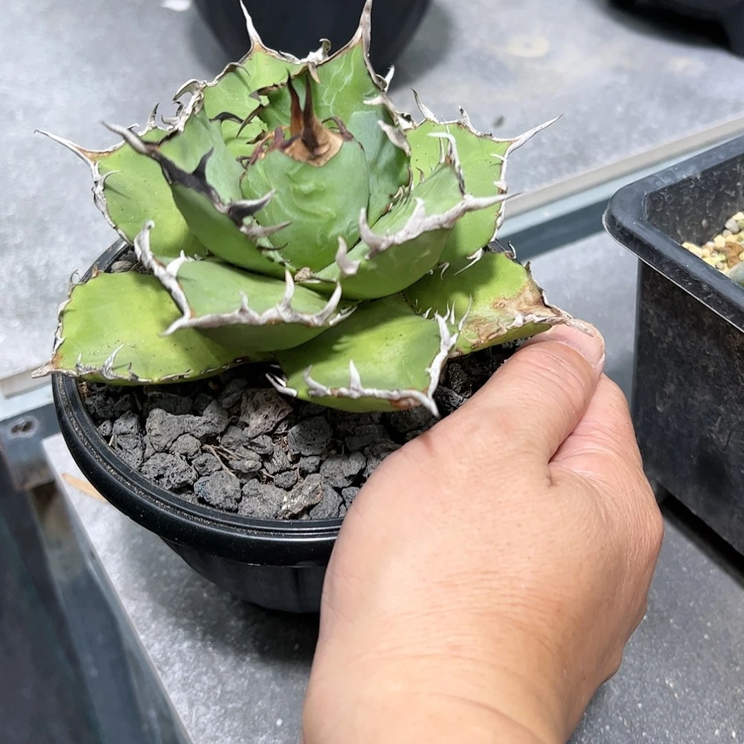 白***鬼南霸王88888888