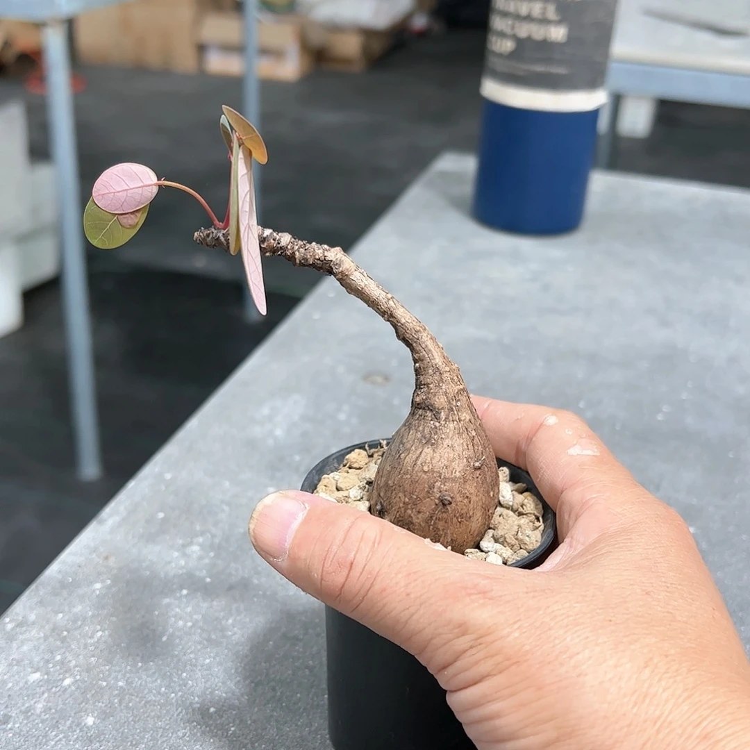 喜*奇异油柑8888888