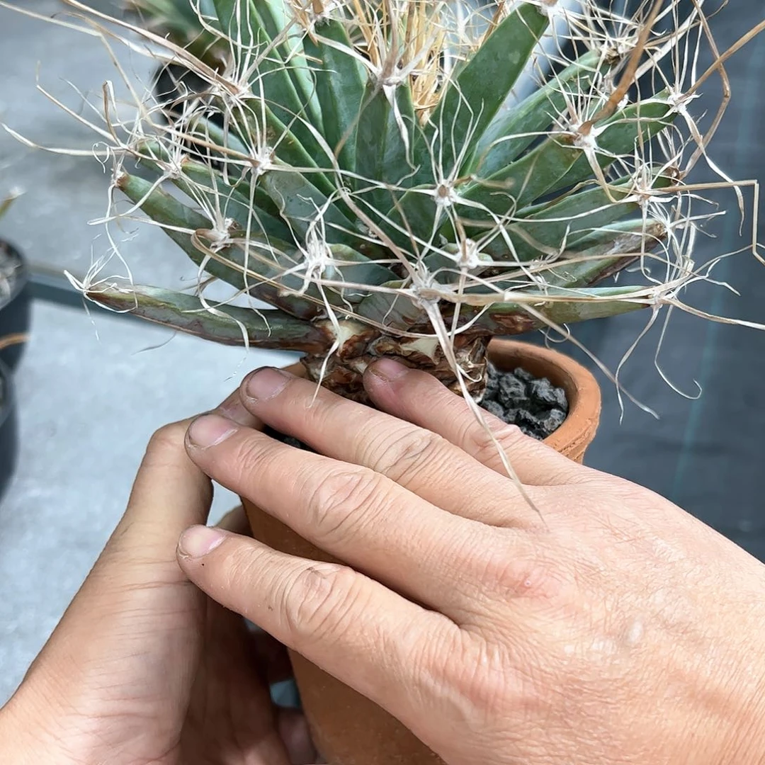 T****品老光山88888888