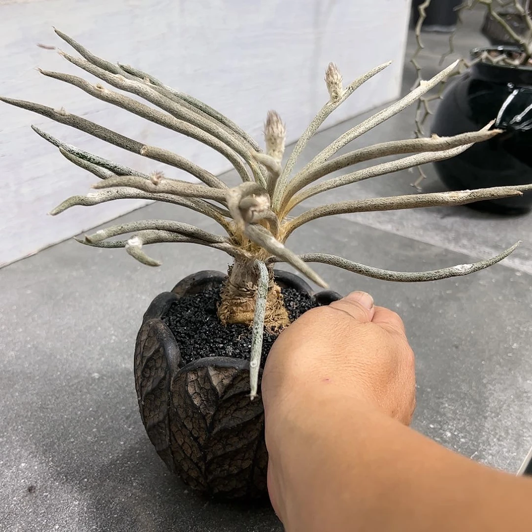 吉*苏美杜莎7778889999