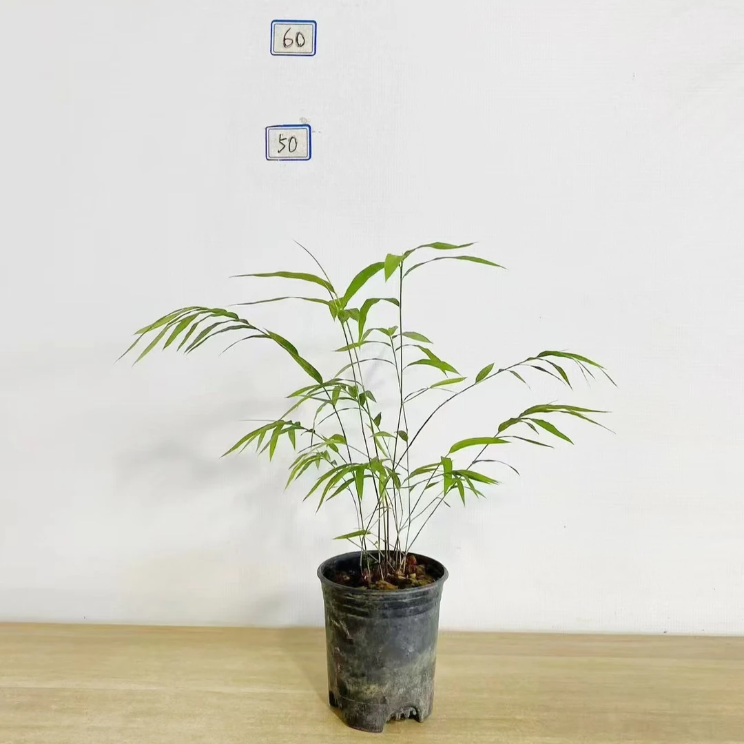 （一物一拍）正宗内门竹禅雅盆栽名贵竹品室内绿植四季常绿好养竹子