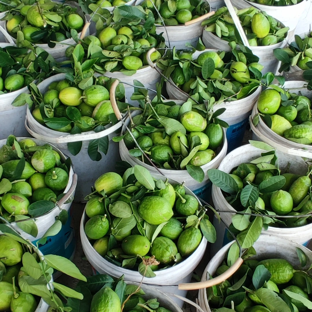 广东香水柠檬二级果奶茶店专用