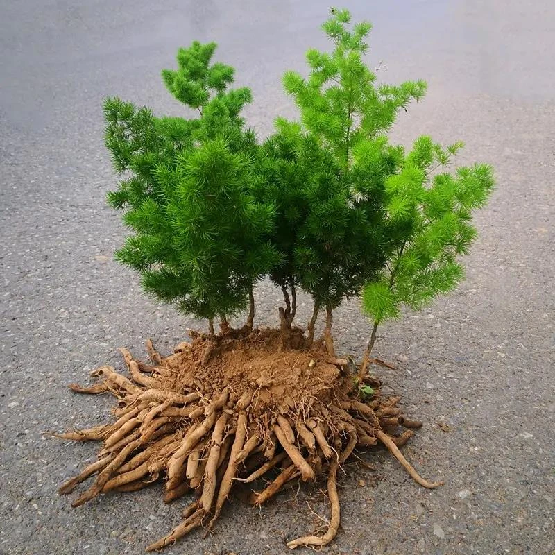 水绣球好养蓬莱松大苗松办公盆景盆栽生肖猴植物花卉室内老桩