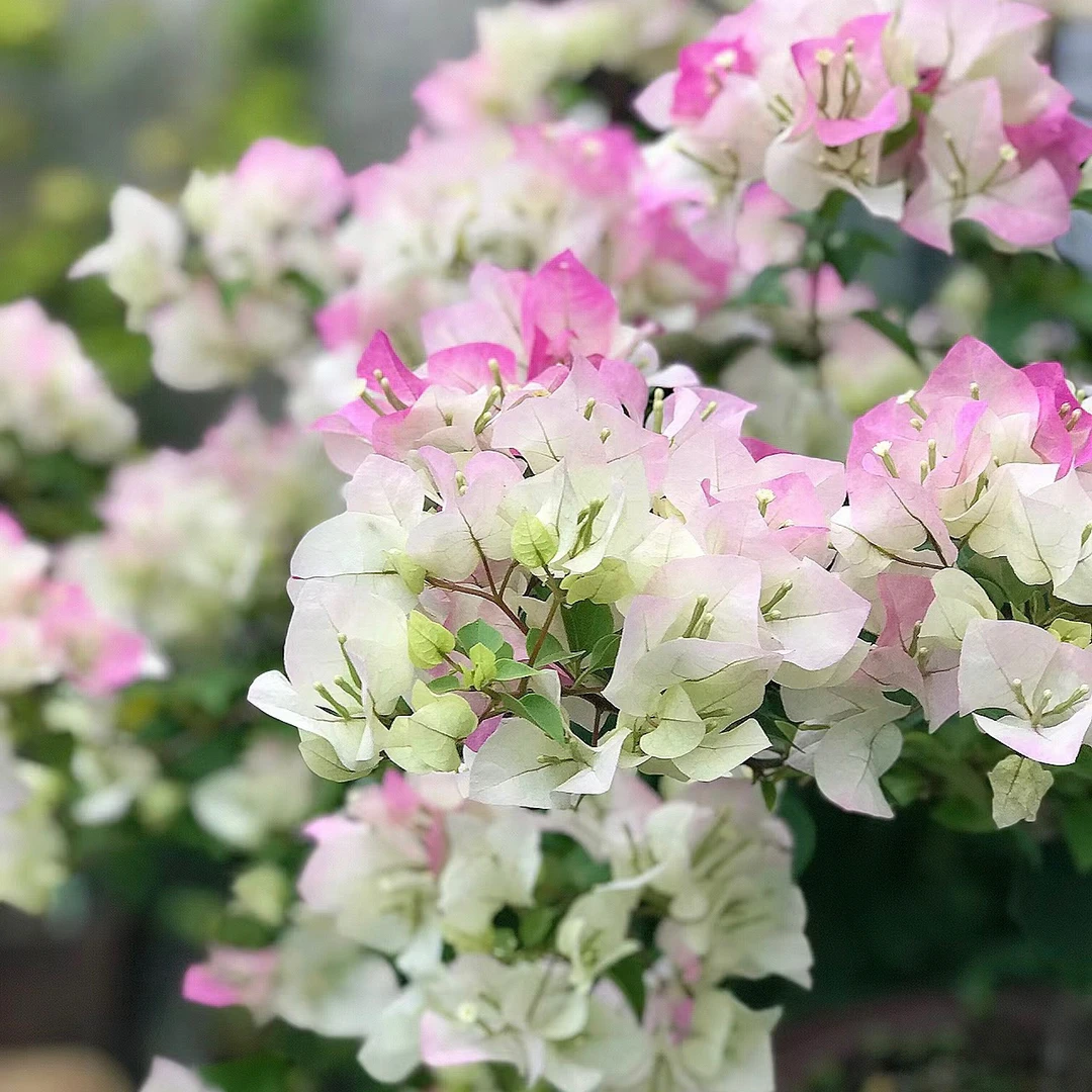 【三角梅多色彩花 】一物一拍 运输途中落花落叶正常介意勿拍