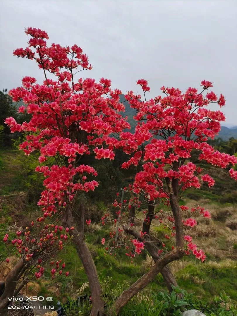 大别山先花后叶映山红