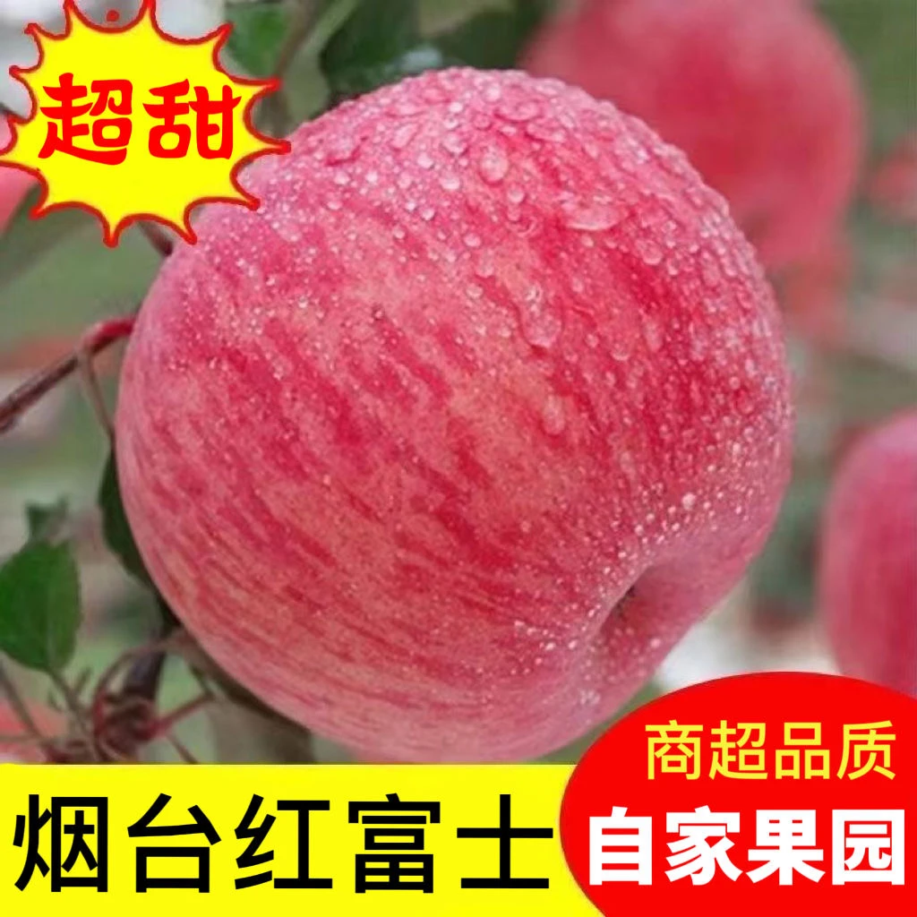 【2024新货新鲜苹果】山东烟台栖霞红富士冰糖烟台苹果产地直销直播