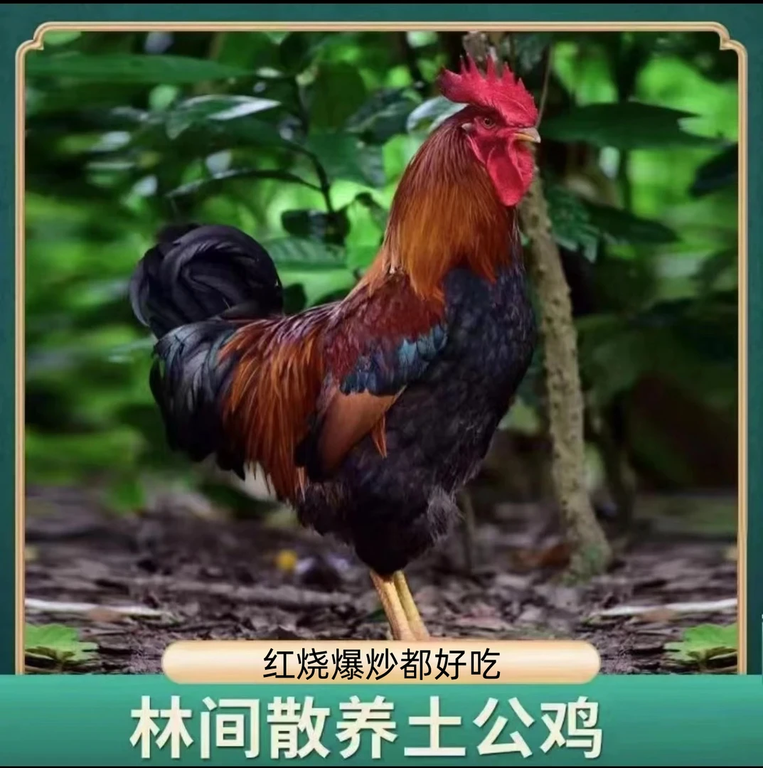 到手2只散养散放农家大公鸡现杀公鸡肉土鸡笨鸡5.4-6斤京东冷链