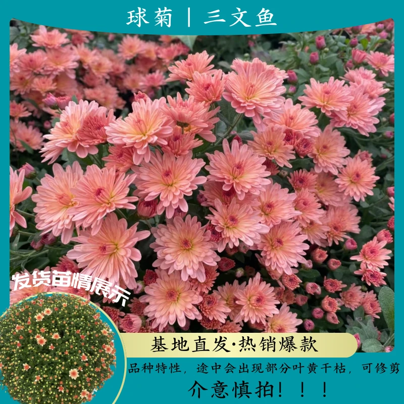 【网红热销】高端正宗三文鱼球菊成品 好养特惠 室内 云南基地直销