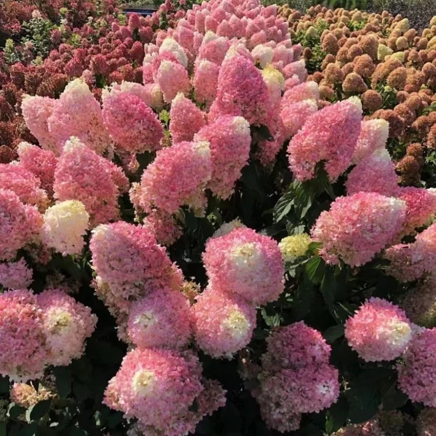 【浪漫七夕礼】红冰山木绣球 耐热耐寒室内外养护盆栽云南基地直发