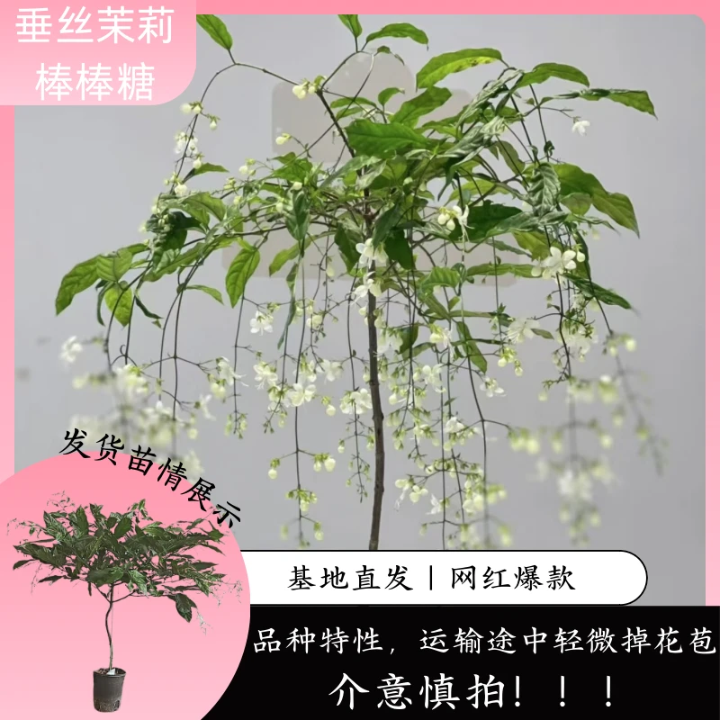 【网红热销】垂丝茉莉棒棒糖2加仑教师节高端礼品 云南直发特惠室内