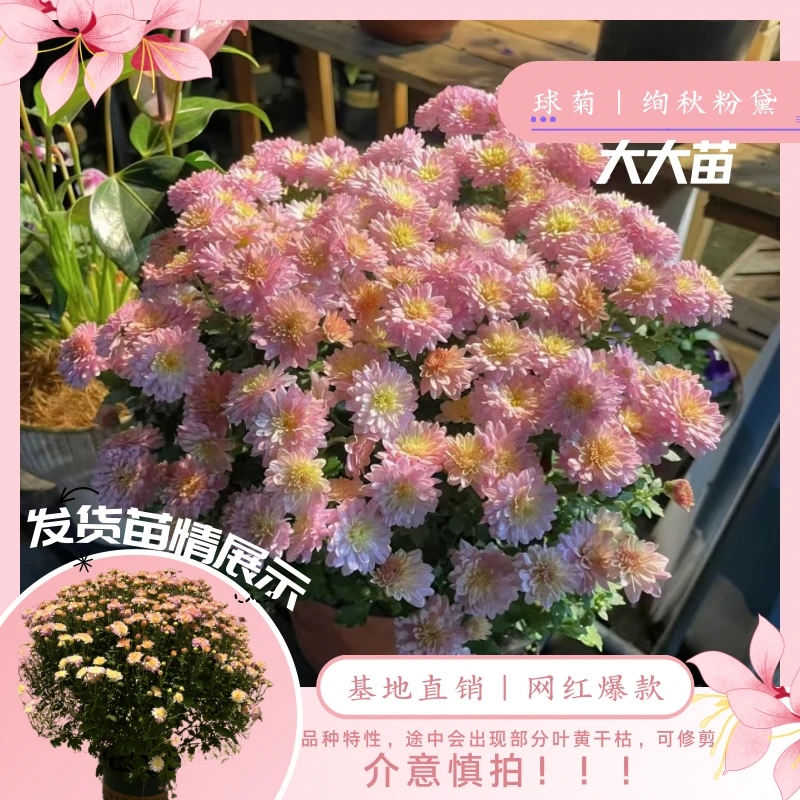 【网红热销】绚秋粉黛球菊大大苗 高端直发室内易养绿 植教师节佳礼
