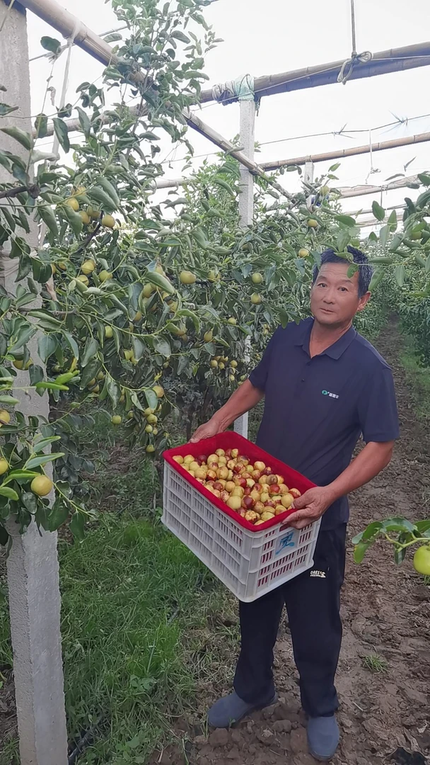 沾化大棚一代冬枣