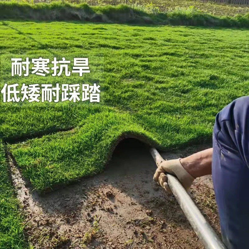 真草皮真草坪带泥土地毯草台湾草别墅庭院工程绿化矮生马尼拉草坪