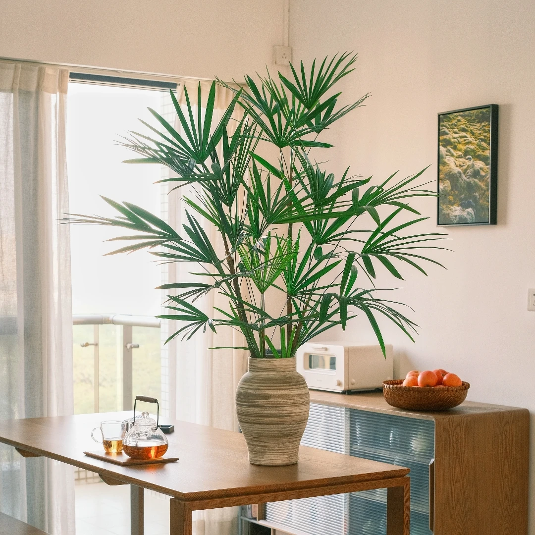 【4株苗】水培大叶棕竹净化空气办公室桌面美观室内桌面植物