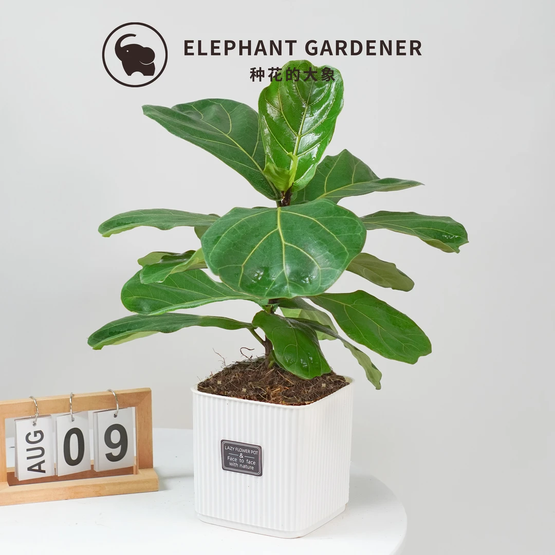 琴叶榕盆栽大叶绿植四季常青客厅室内吸甲醛观叶好养活绿色植物